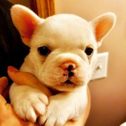 French Bulldog Puppies from Epic French Bulldogs