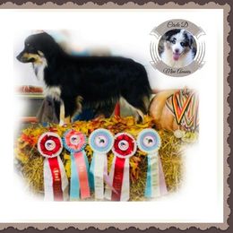 Miniature Australian Shepherd adult dog