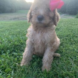 Boykin Spaniel and Labradoodle Puppies from Pine Brook Pups