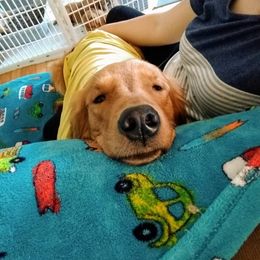 Columbia River Goldens breeder of Golden Retriever