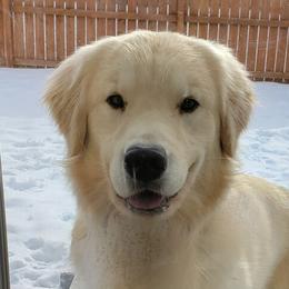 Hunter - Golden Retriever