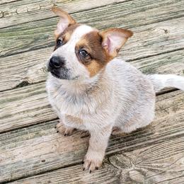 Australian Cattle Dog Puppies from Blue Coyote Ranch