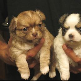 Chihuahua Puppies from True Shot Chihuahuas