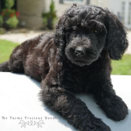 Goldendoodle and Sheepadoodle Puppies from The Farms Precious Doodles