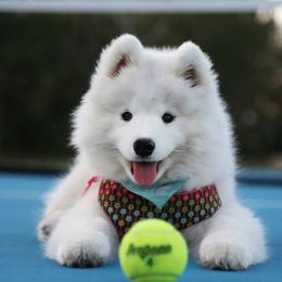 Samoyed Puppies from Seaside Samoyeds