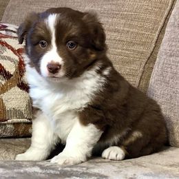Miniature American Shepherd and Miniature Australian Shepherd Puppies from Lil' Bit Aussie