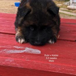 German Shepherd Puppies from Lost Creek German Shepherds LLC