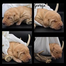 Labrador Retriever Puppies from 3M Custom Hay baling and AKC Labs LLC