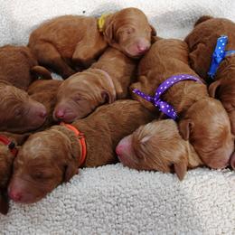 HeartSong Homestead breeder of Goldendoodle