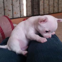 Chihuahua Puppies from True Shot Chihuahuas