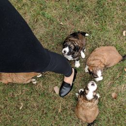 Bernedoodle Puppies from Bernedoodles of the Ozarks