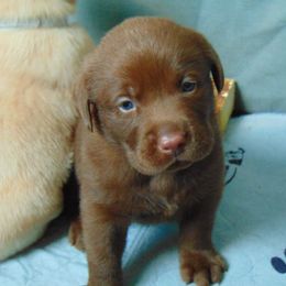 Labrador Retriever Puppies from Ridgeline Retrievers