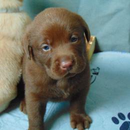 Labrador Retriever Puppies from Ridgeline Retrievers