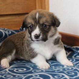 Pembroke Welsh Corgi Puppies from Pembrokes of Walnut Creek
