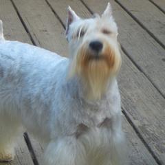 Nadia - Miniature Schnauzer