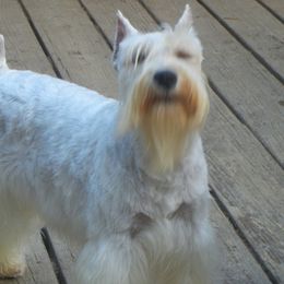 Nadia - Miniature Schnauzer