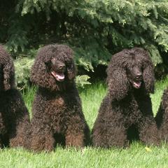 Cocker Spaniel and Irish Water Spaniel All Grown Up from Saracen Cockers