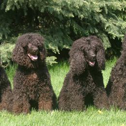 Cocker Spaniel and Irish Water Spaniel All Grown Up from Saracen Cockers