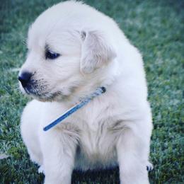 San Diego English Cream Golden Retrievers breeder of Golden Retriever