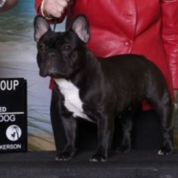 Pearl - French Bulldog