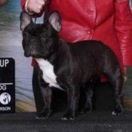 Pearl - French Bulldog