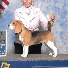 Peyton - Beagle