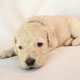 Poodle Puppies from Itsapoodleparti.com