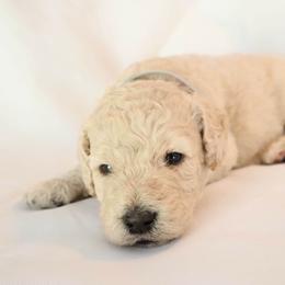 Poodle Puppies from Itsapoodleparti.com