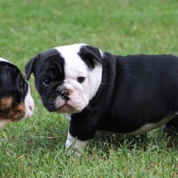 English Bulldog Puppies from Buffalo Bulldogs