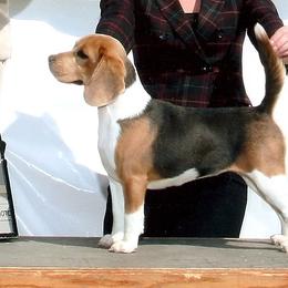 Devil 'N A Blue Dress - Beagle