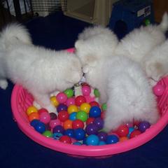 Samoyed Puppies from Silver Fox Samoyeds