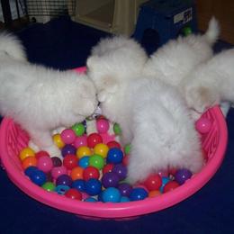Samoyed Puppies from Silver Fox Samoyeds