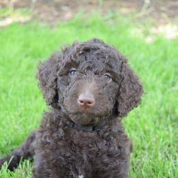 Goldendoodle Puppies from HeartSong Homestead