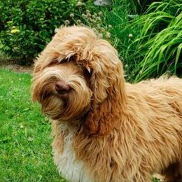 Ryder - Australian Labradoodle