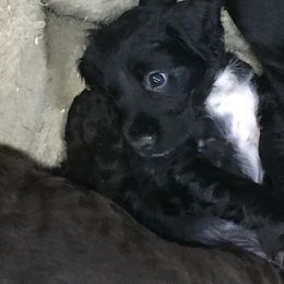 English Cocker Spaniel and Labrador Retriever Puppies from Blue Clay Kennels, LLC.