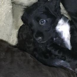 English Cocker Spaniel and Labrador Retriever Puppies from Blue Clay Kennels, LLC.