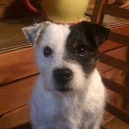 Jack Russell Terrier Puppies from James River Jack Russell Terriers