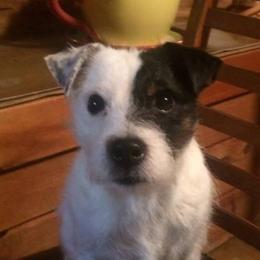Jack Russell Terrier Puppies from James River Jack Russell Terriers