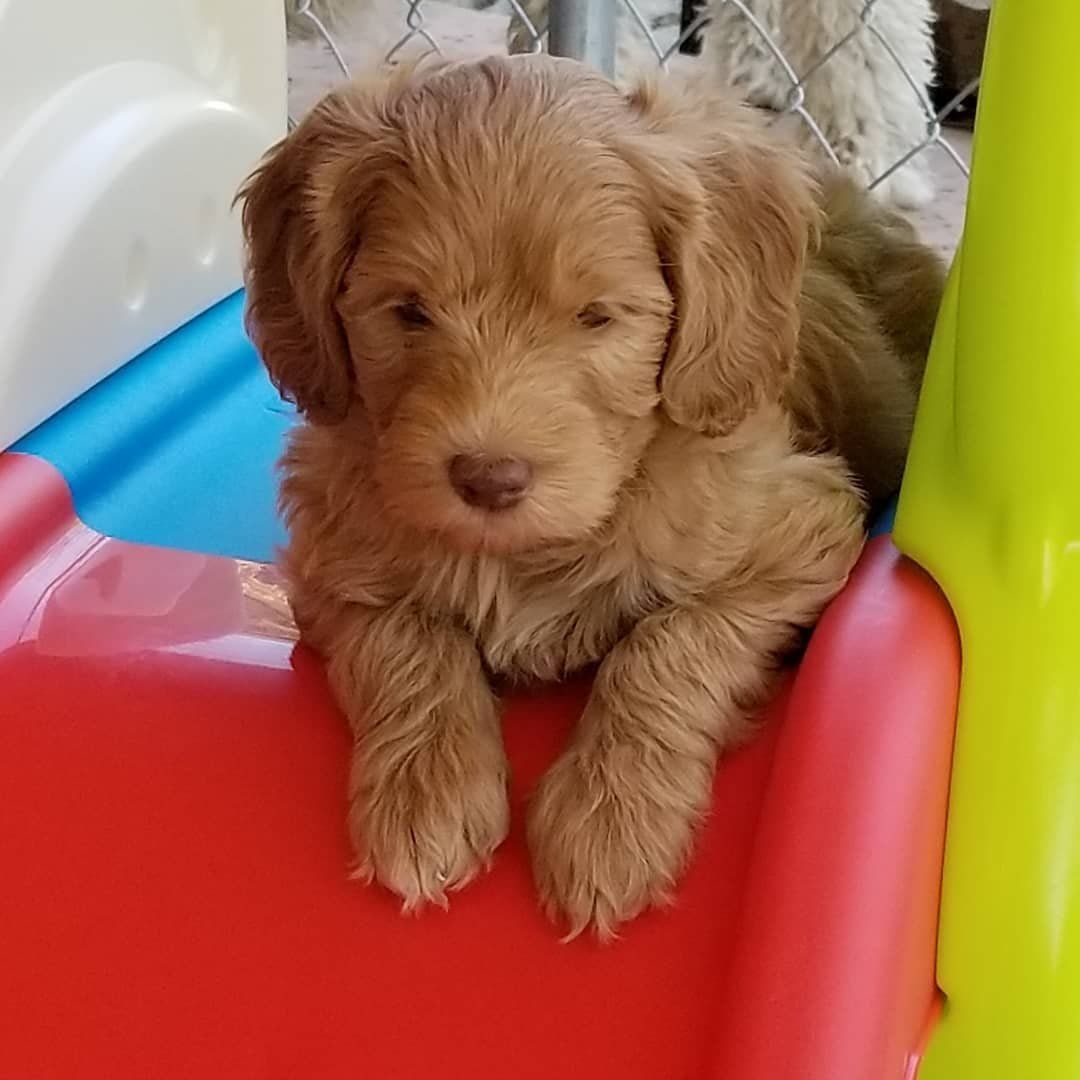 Rosebud store australian labradoodles