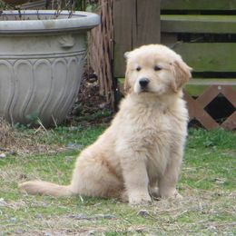 Golden Retriever Puppies from Golden Rose Kennel