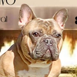 Gustavo - French Bulldog