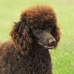 Larry - Poodle