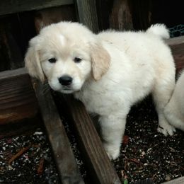 San Diego English Cream Golden Retrievers breeder of Golden Retriever
