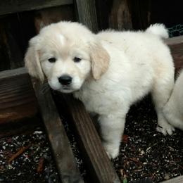 San Diego English Cream Golden Retrievers breeder of Golden Retriever