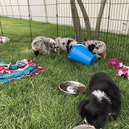 PreciousGem Minis breeder of Miniature American Shepherd