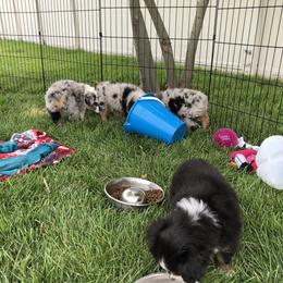 PreciousGem Minis breeder of Miniature American Shepherd