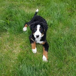 Bernese Mountain Dog Puppies from Zarah's Bernese Mountain Dogs