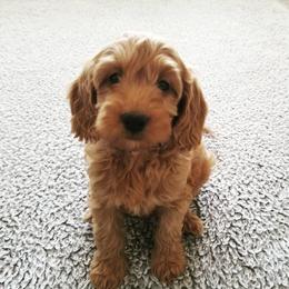 Goldendoodle Puppies from Willow Tree Bearded Retrievers