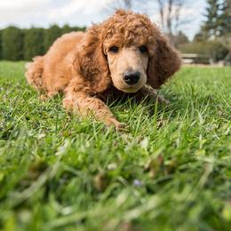 Poodle Puppies from Sunset Maple Poodles