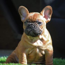 French Bulldog Puppies from North Idaho Frenchies